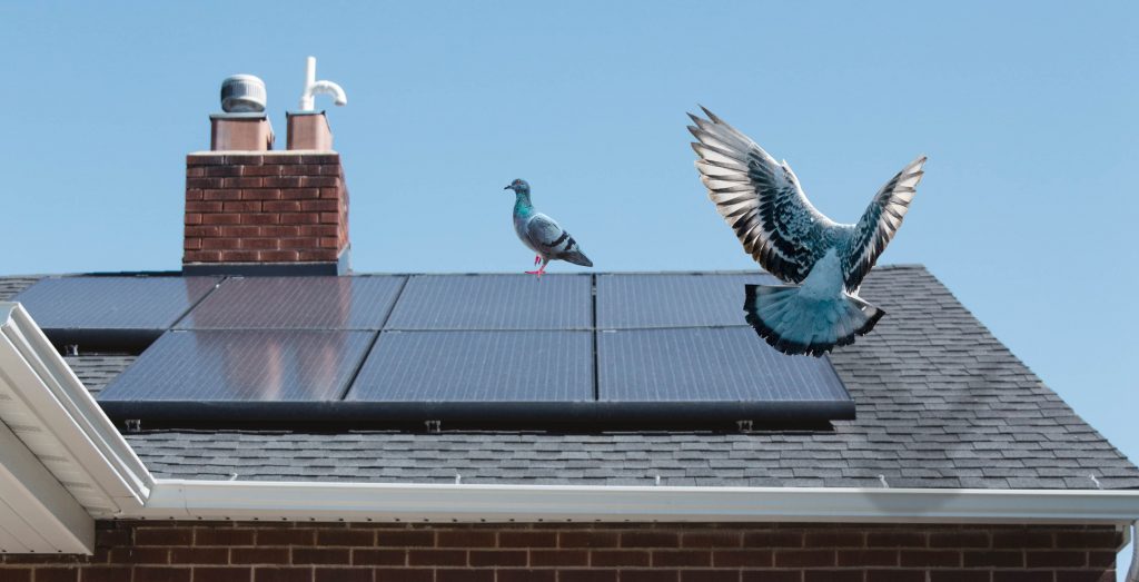 Pigeon Proofing Your Property: Protecting Roofs and Solar Panels